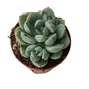 Planta Jade Rose Suculenta Mini Ø5 Cm Precio Reducido