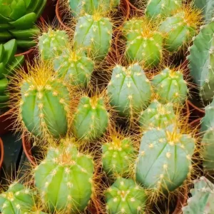 Pilosocereus Pachycladus Cactus Azul Planta Joven Liquidación