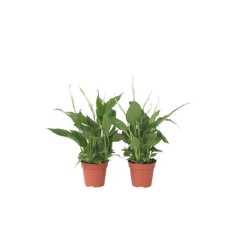Lirio De La Paz - 6 Pzs - Spathiphyllum 'torelli' - Altura 30-45cm - ⌀12cm Favorito De Clientes