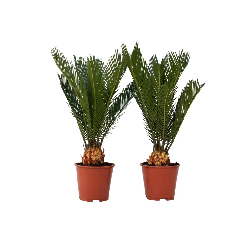 Palma De Sagú - 2 Pzs - Cycas Revoluta - Altura 45-60cm - ⌀15cm Alta Calidad