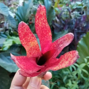 Rebajas Neoregelia Red Waif Planta Bromelia