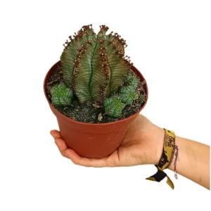 Económico Euphorbia Polygona M13