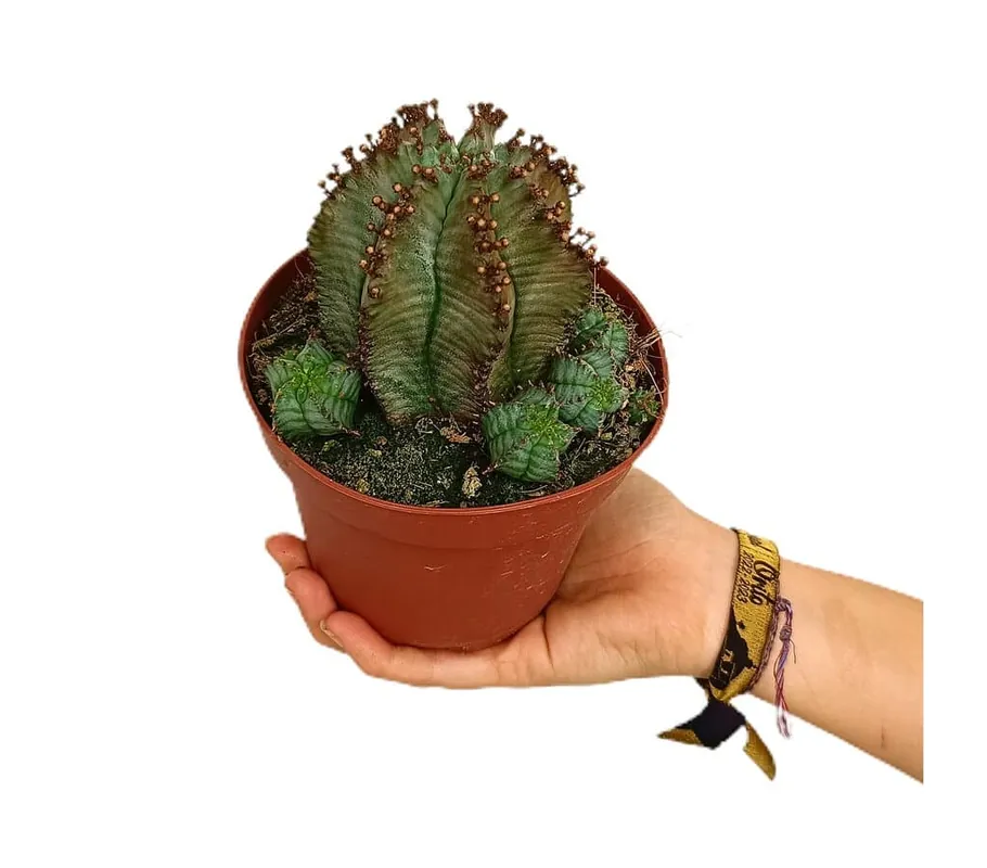 Económico Euphorbia Polygona M13