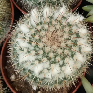 Favorito De Clientes Cactus Mammillaria Chionocephala Planta Suculenta