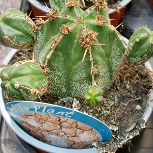 No Te Lo Pierdas Euphorbia handiensis Planta Grande Ø13 par sol