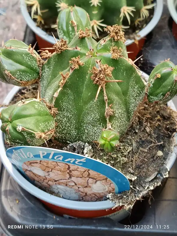 No Te Lo Pierdas Euphorbia handiensis Planta Grande Ø13 par sol