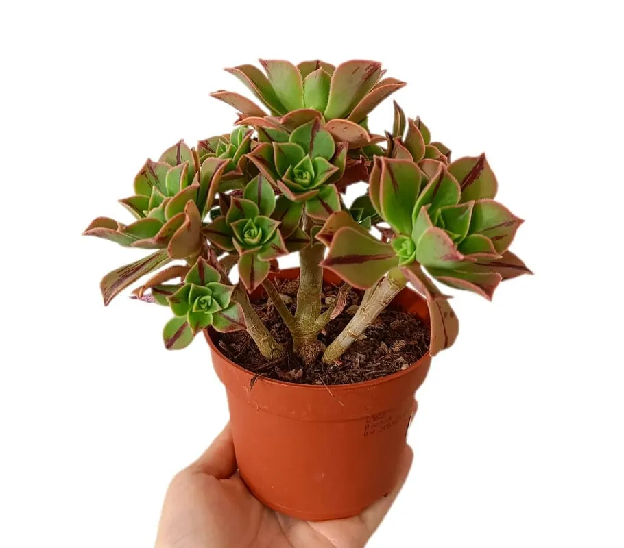 Aeonium Leucoblepharum M11 Oferta De Temporada