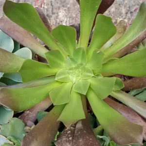 Envío Exprés Cactus Y Suculenta Planta Grande Ø13 ☼ Ref008