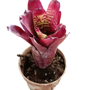 Precio Rebajado Neoregelia Pheasant Planta Bromelia Para Terrarios E Inteior
