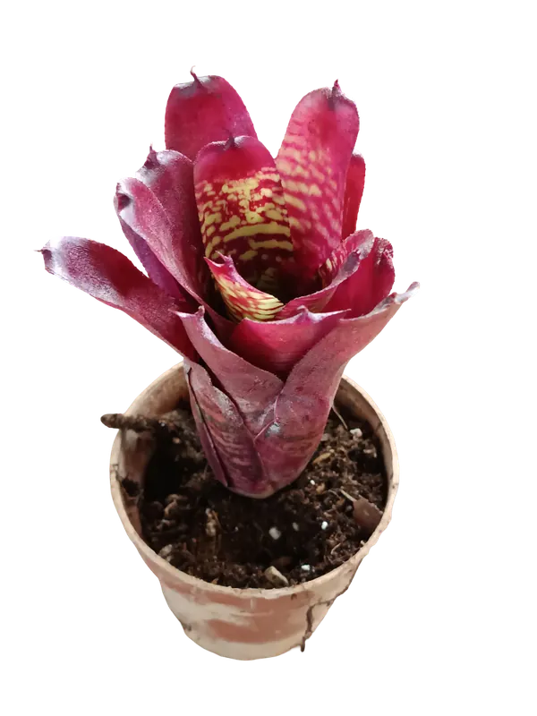 Precio Rebajado Neoregelia Pheasant Planta Bromelia Para Terrarios E Inteior