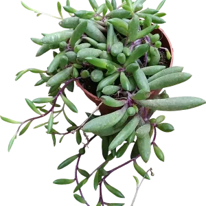 Ottona capensis Ruby Necklace planta suculenta colgante Ø8 Marca Reconocida