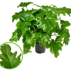 Philodendron Selloum M34 100cm Alta Calidad