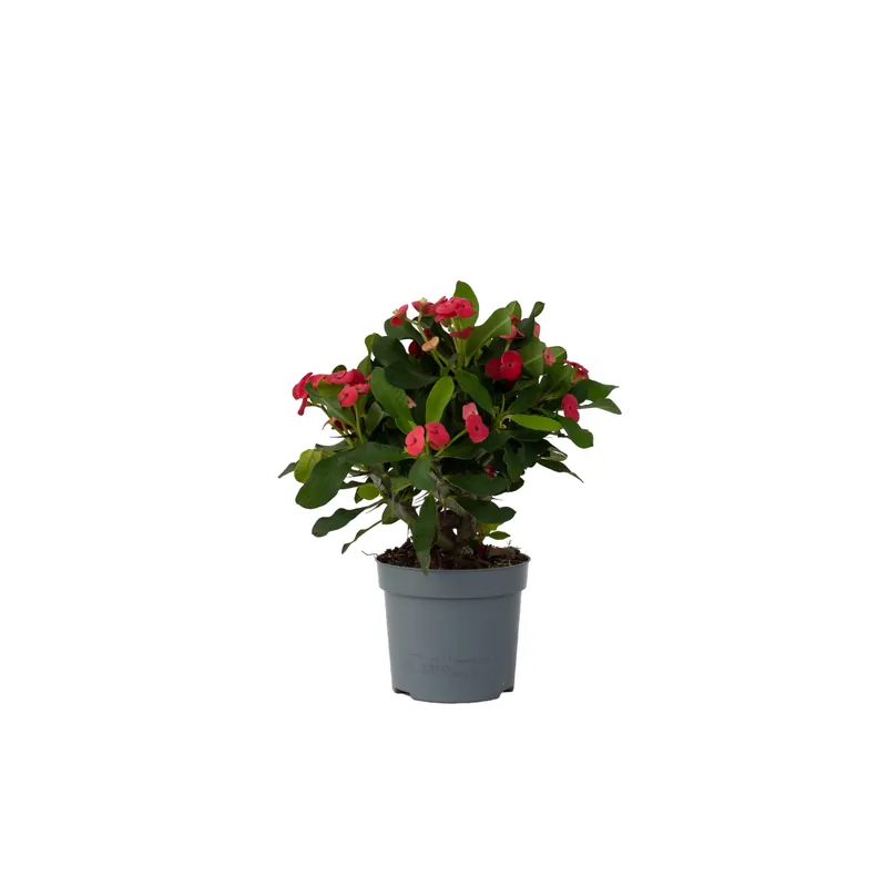 Espina De Cristo - Euphorbia 'milii' - Altura 25-35cm - ⌀13cm Económico