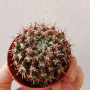 Artesanal Cactus Parodia Sp. Nueva Ø5 Cm Plantas Sol