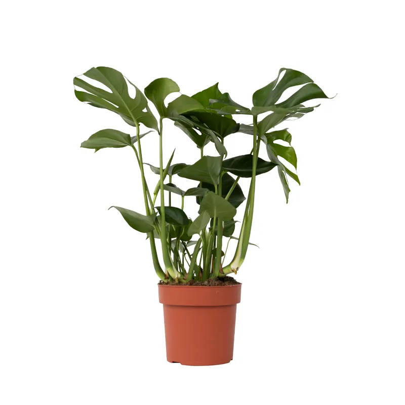 Edición Limitada Costilla De Adán - Monstera Deliciosa - Altura 70-80cm - ⌀21cm