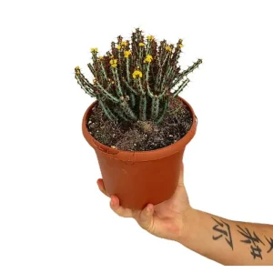 Mejor Precio Euphorbia Aeruginosa M17