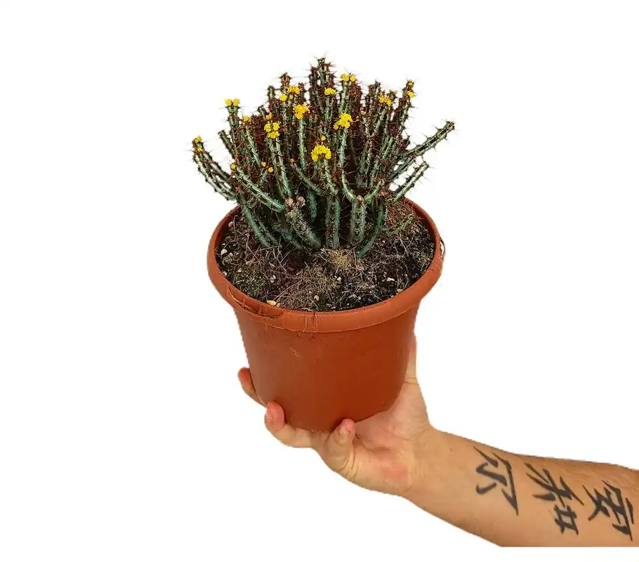 Mejor Precio Euphorbia Aeruginosa M17