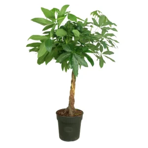 Oferta Especial Pachira Acuática M34 110-130cm