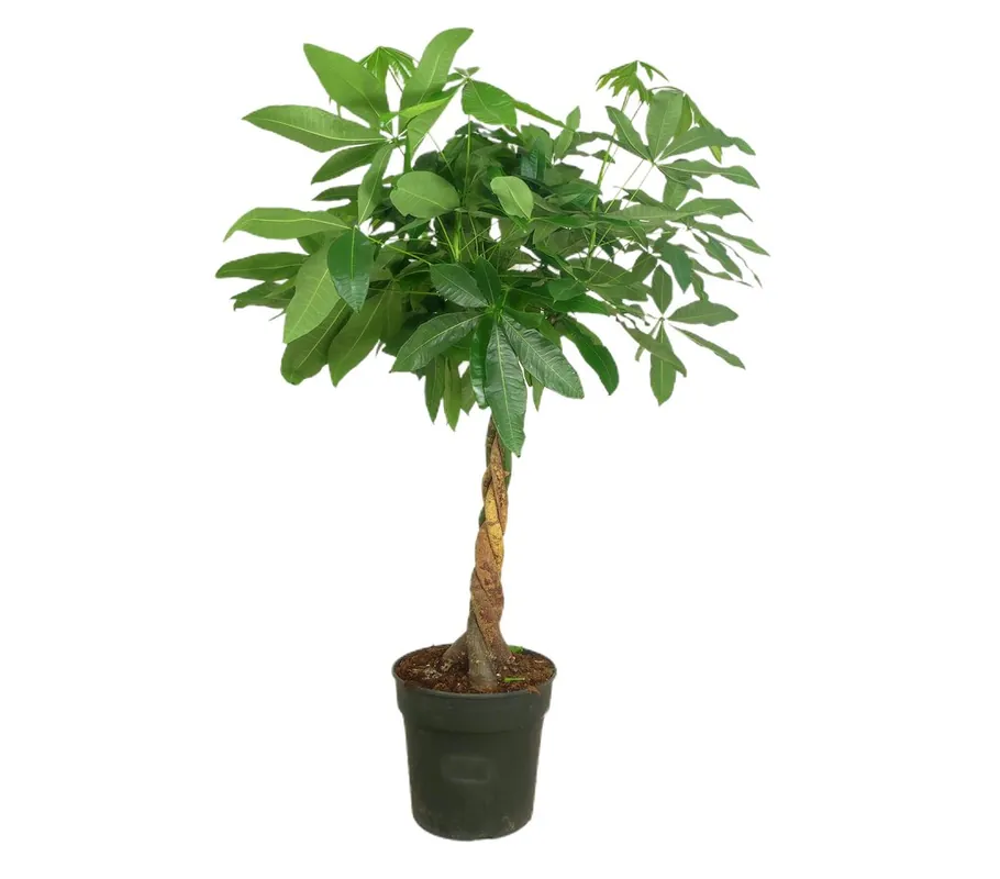 Oferta Especial Pachira Acuática M34 110-130cm