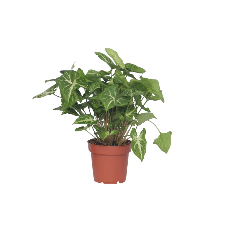 Planta Cabeza De Flecha - Syngonium 'pixie' - Altura 25-40cm - ⌀12cm Ordena Ya