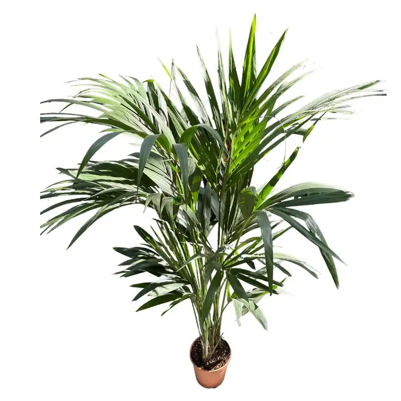 Kentia Palmera De Salón (howea Forsteriana) Venta Final