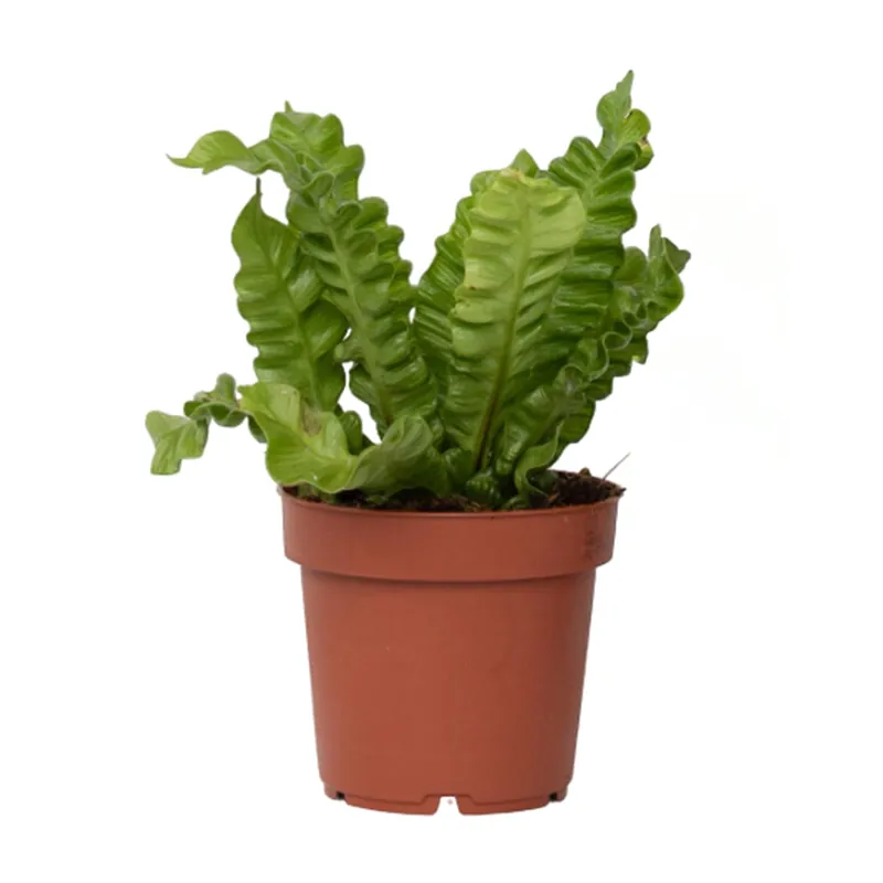 Bestseller Helecho Nido De Ave - Asplenium Nidus 'crispy Wave' - Altura 25-40cm - ⌀12cm
