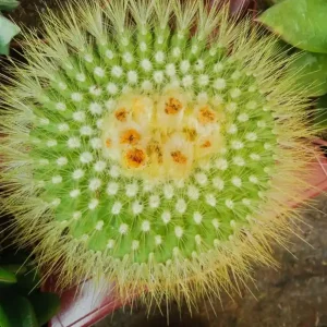 A Buen Precio Planta Cactus Parodia Penicillata Grande Ø13 Cm