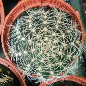 Solo Hoy Suculentas Y Cactus Variedad #32 Planta Sin Id
