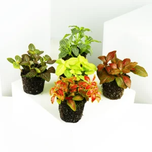 Exclusivo Pack mini Fitonias | 5 Unidades