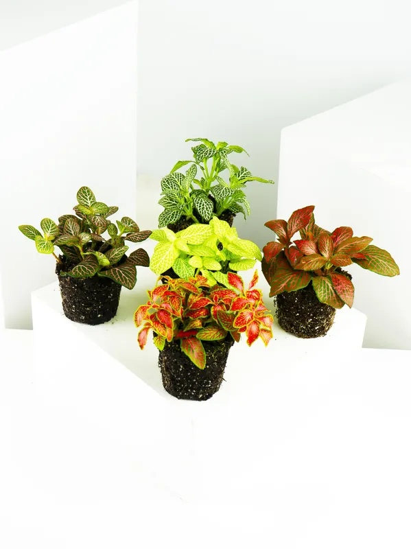 Exclusivo Pack mini Fitonias | 5 Unidades