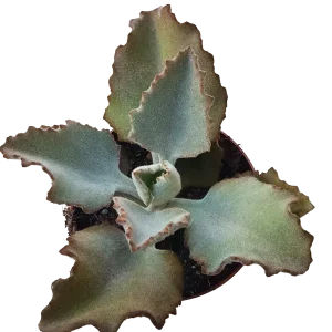 Kalanchoe Beharensis Fang Planta Suculenta Ø13 Oferta Limitada