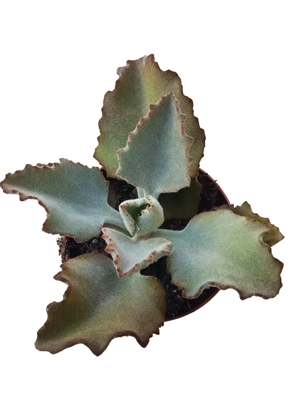 Kalanchoe Beharensis Fang Planta Suculenta Ø13 Oferta Limitada