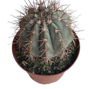Melocactus Azureus Planta Ø13 Cactus Para Sol Barato