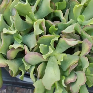 Oferta De Temporada Cactus Y Suculenta Planta Grande Ø13 ☼ Ref011