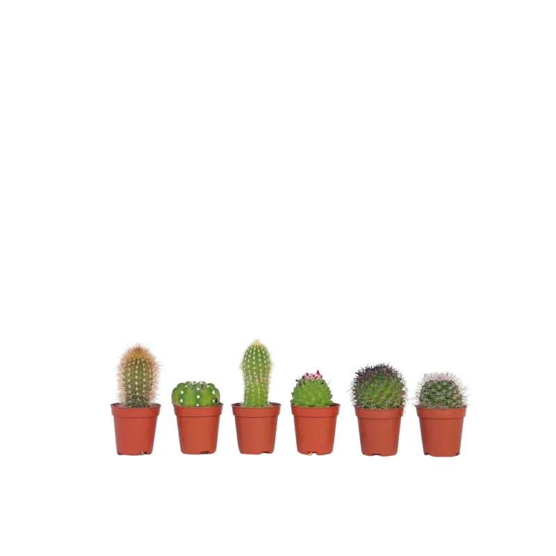 Promoción Cactaceae - 6 Pzs - Cactus - Altura 5-10cm - ⌀55cm
