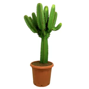 Promoción Euphorbia Ingens M37 100-120cm