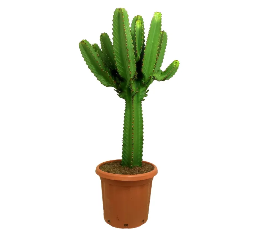 Promoción Euphorbia Ingens M37 100-120cm