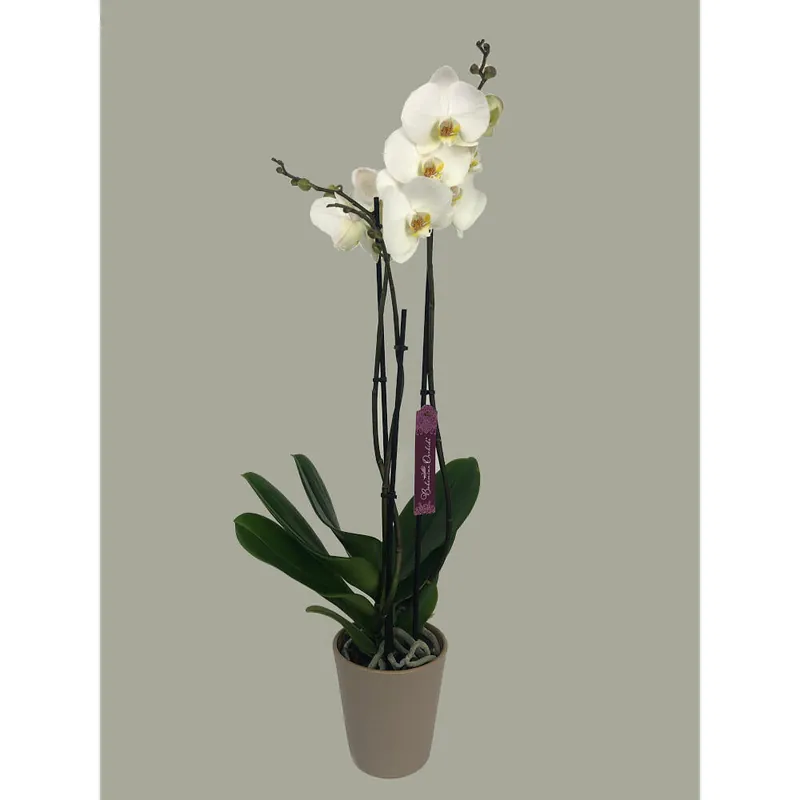 Económico Orquidea Phalaenopsis London 2/3 Tallos M12 70cm