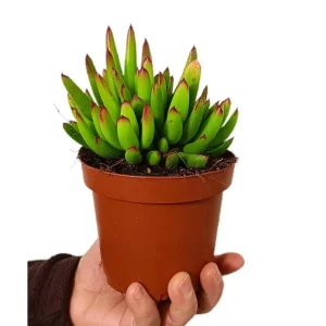 Ordenar Ahora Mismo Cotyledon Orbiculata M13