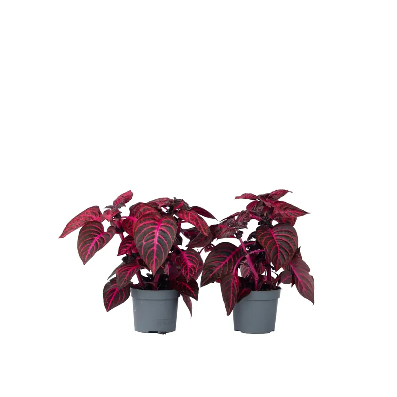 Iresina - 2 Pzs - Iresine Herbstii - Altura 20-30cm - ⌀13cm A Buen Precio