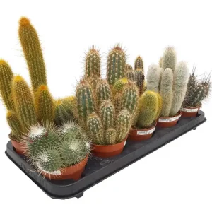 Pack Cactus Variado M11 (10 Unidades) Nuevo Modelo