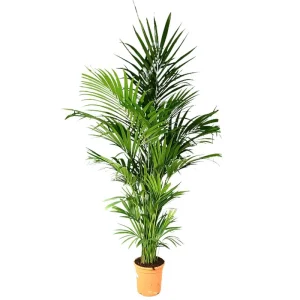Kentia Forsteriana M30 180-200cm Más Vendido