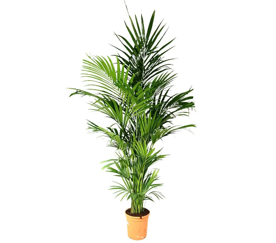 Kentia Forsteriana M30 180-200cm Más Vendido