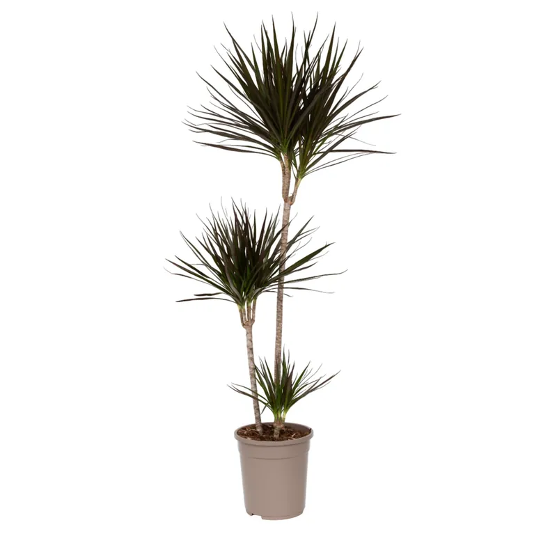 Drácena - Dracaena Marginata - Altura 110-130cm - ⌀24cm Imprescindible (Must-Have)