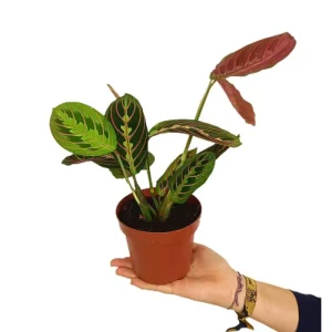 Maranta Leuconeura Tricolor M12 Nuevo Modelo