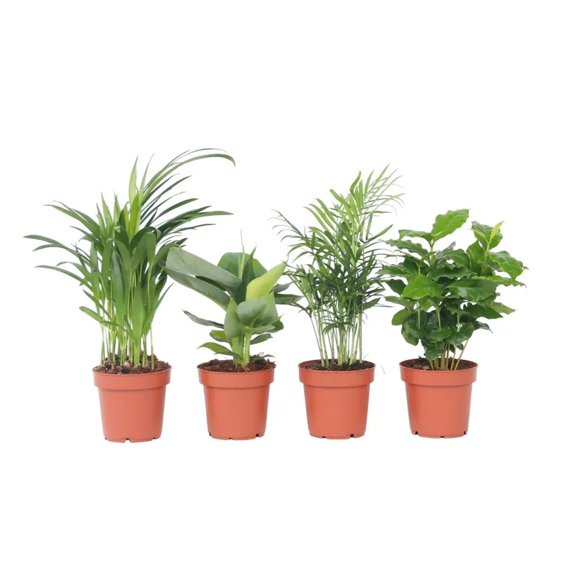 Ordena Ya Planta De Interior De Moda - 4 Pzs - Altura 25-40cm - ⌀12cm