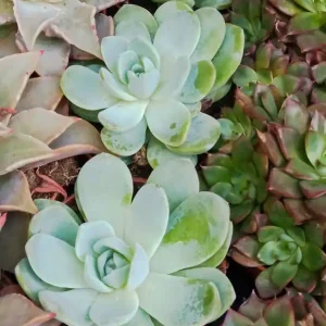 Garantía De Devolución De Dinero Suculentas Y Cactus Variedad #23 Planta Sin Id