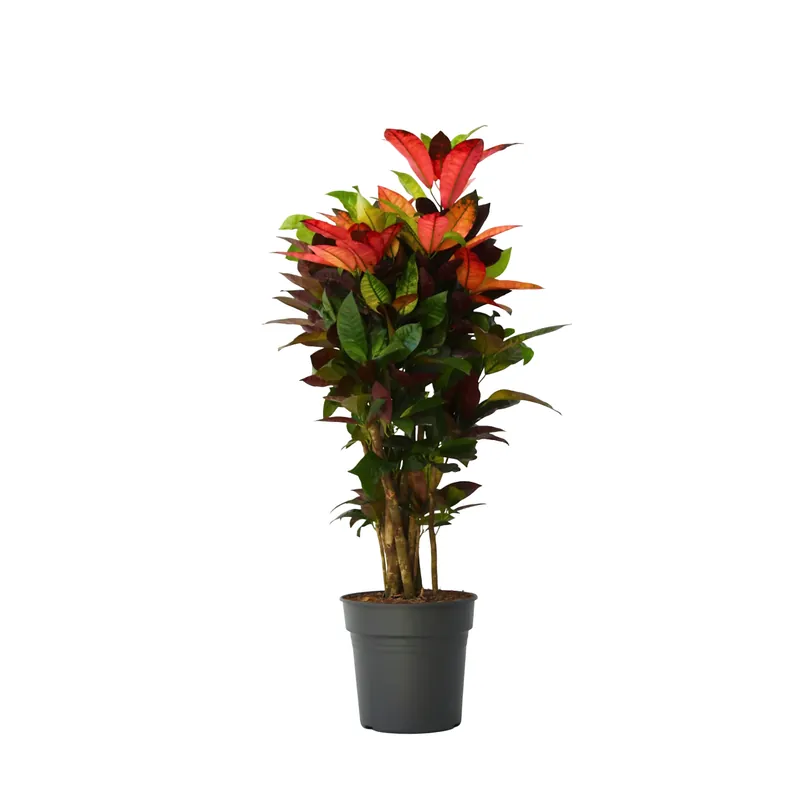 Croton - Codiaeum Variegatum 'mrs. Iceton' - Altura 90-100cm - Maceta 27cm Alta Calidad