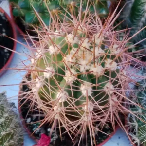 Pachycereus Pringlei Cactus Ø 5 Cm Ordenar Ahora Mismo