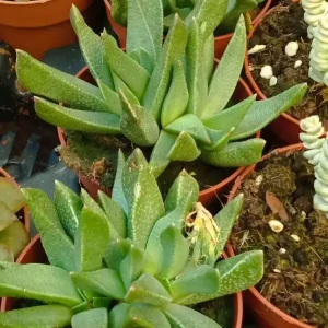 Rabiea Albinota Ø8 Planta Suculenta Comprar En Línea
